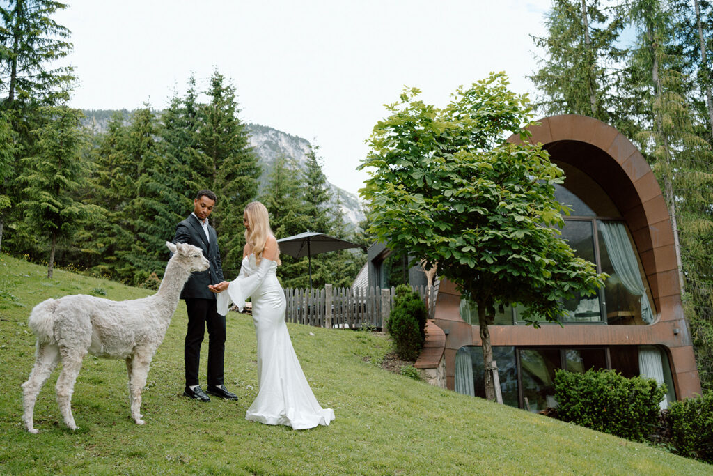 Couple feeding alpacas in a chalet in Alta Badia, The Dolomites